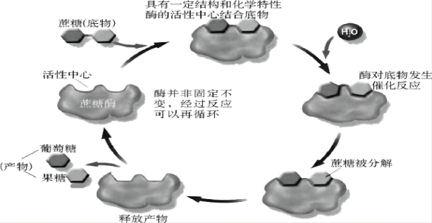 Examples of Enzymatic Reactions